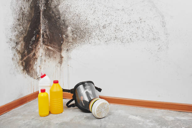 Best Basement Mold Remediation in Bloomingdale, NJ