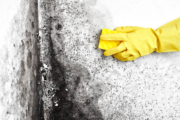 Trusted Bloomingdale, NJ Mold Remediation Experts