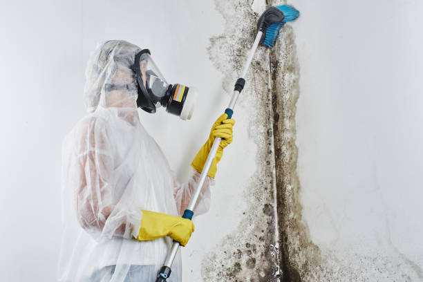 Best Industrial Mold Remediation in Bloomingdale, NJ