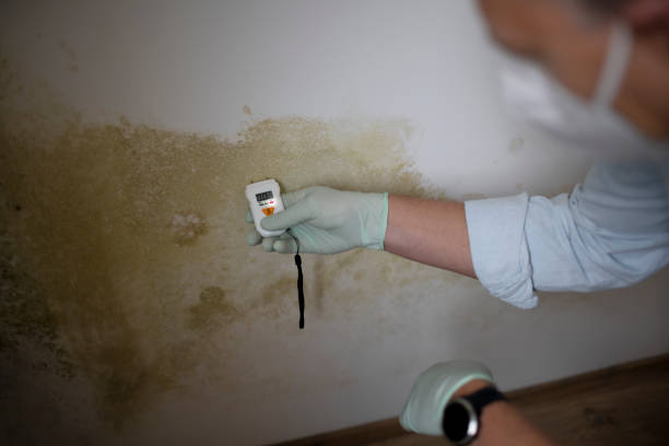 Best Mold Testing and Inspection Services in Bloomingdale, NJ