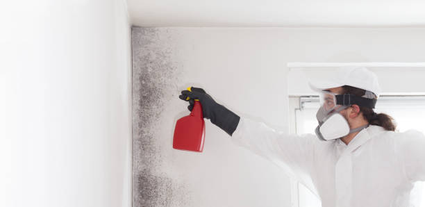 Best Commercial Mold Remediation in Bloomingdale, NJ