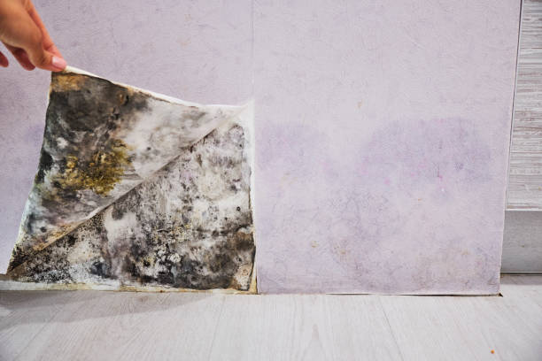 Best Mold Remediation for Specific Building Types in Bloomingdale, NJ